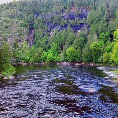a body of water surrounded by a forest
